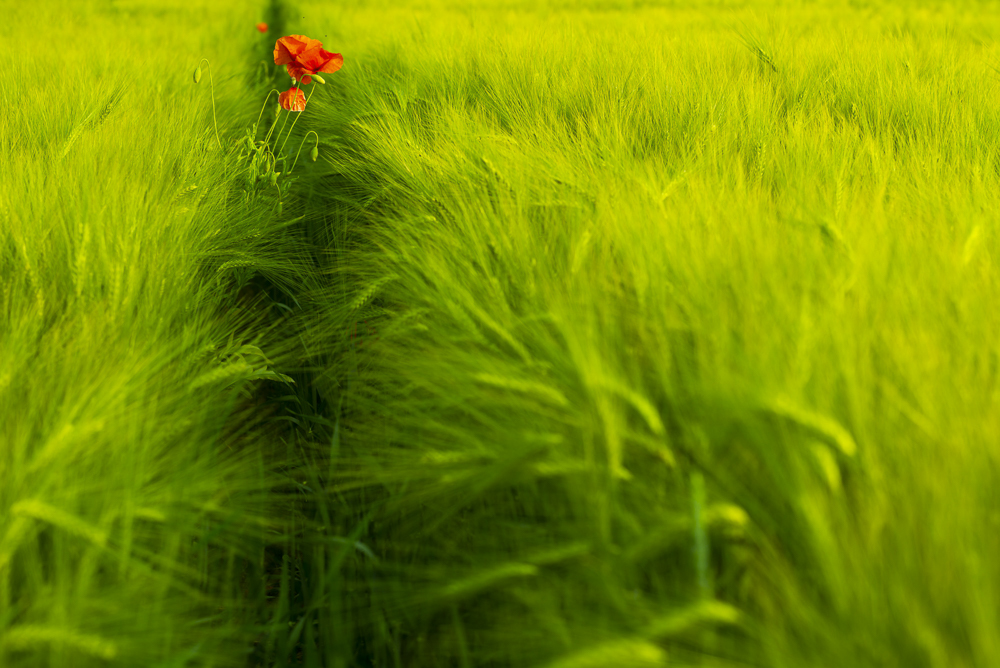 Platz 9 Mayer Michael